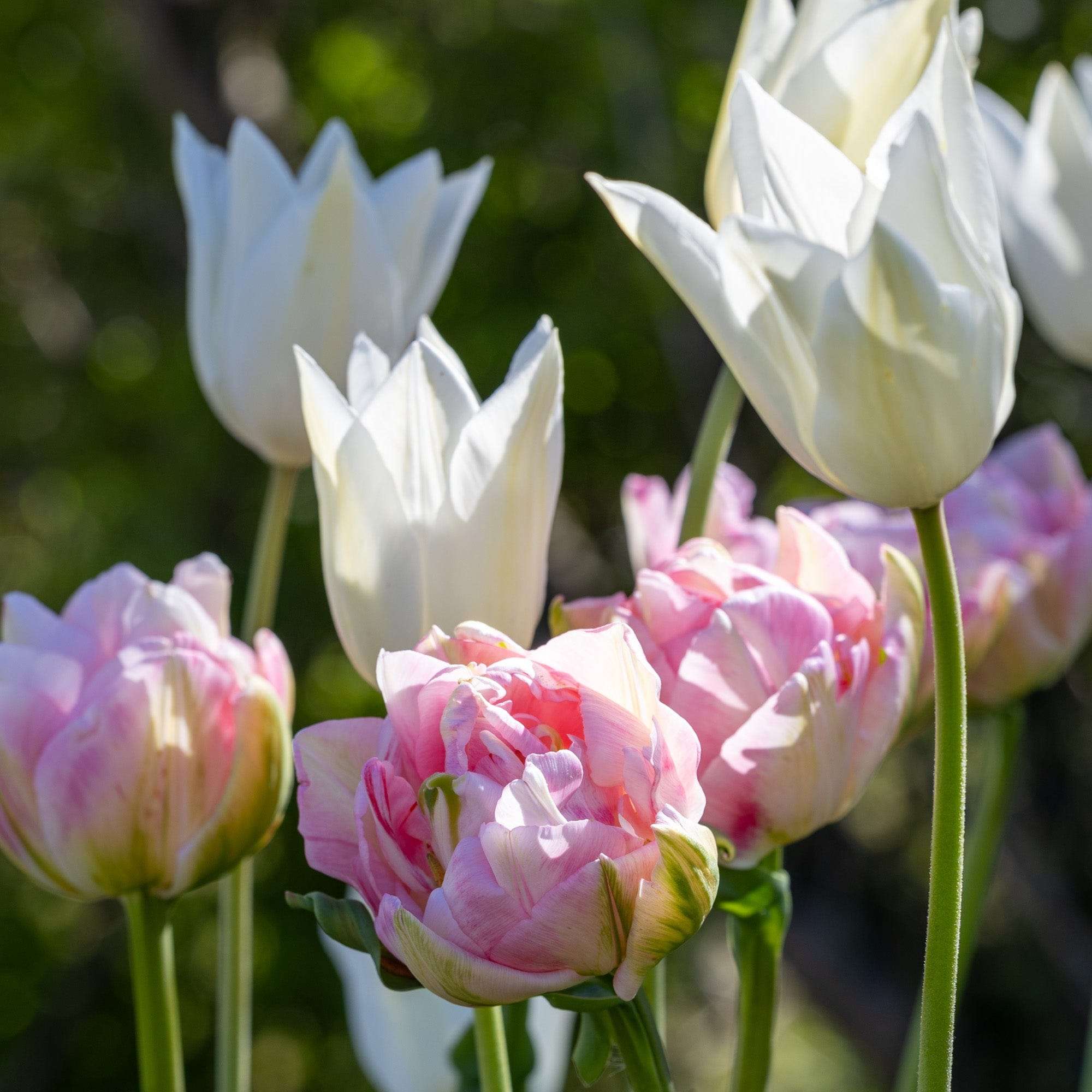 'Mary' tulpanblandning